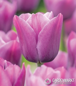 Tulpe Triumph Violet Beauty 5 St.
