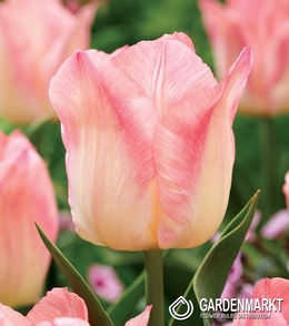 Tulpe Triumph Pink Dream 5 St.