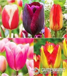 Eingestellt Tulpe Triumph "7" 11/12