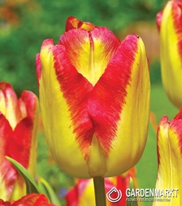 Tulpe Triumph Cape Town 5 St.