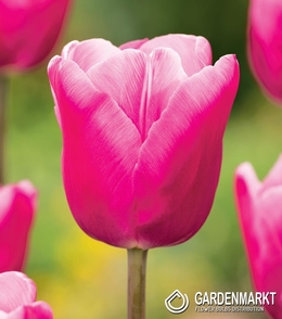 Tulpe Gigantisch Jumbo Pink 5 St.