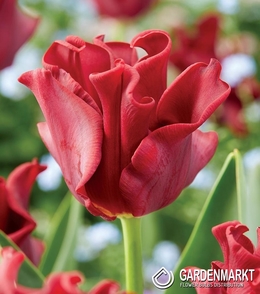Tulpe Red Dress 5 St.
