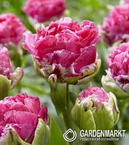 Tulpe Pop Up Pink 1 St.