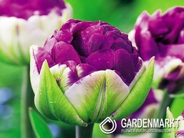 Tulpe Pop Up Purple 1 St.