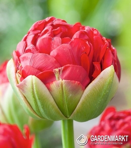 Tulpe Pop Up Red 1 St.