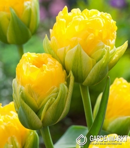 Tulpe Pop Up Yellow 1 St.