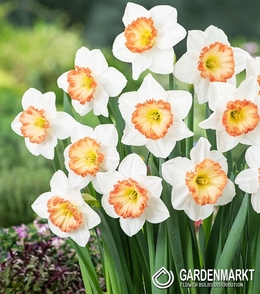 Narcissi Colin's Joy 3 St.