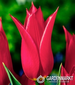 Tulpe Lily Red Shine 5 St.