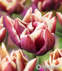 Tulpe Gefüllte Wyndham 5 St.
