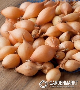 Frühlingszwiebel Efekt 0,50 kg