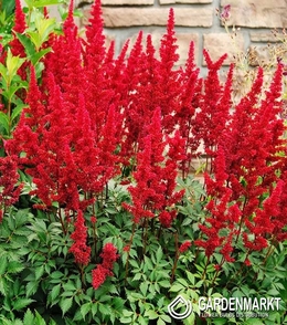 Astilbe Fanal 1 St.