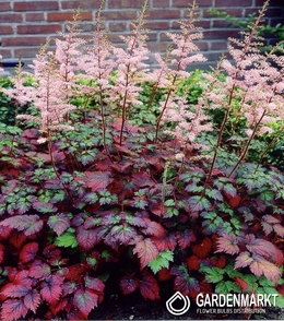 Astilbe Color Flash 1 St.