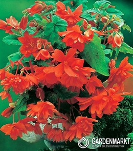 Hängebegonie Orange 1 St.