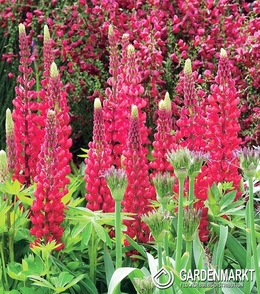 Lupine-Lupinus Dekorativ Rot 1 St.