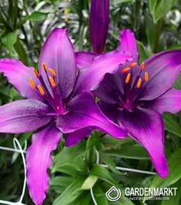 Asiatische Lilie Purple Marble 1 St.
