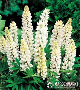 Lupine-Lupinus Dekorativ Weiß 1 St.