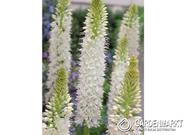 Eremurus  Tropical Dream 1 St.