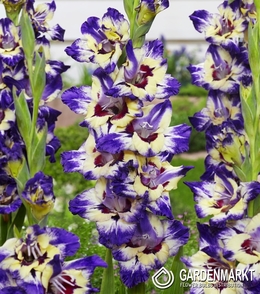 Gladiolus Gladiole Circus Color 5 St.