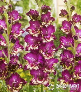 Gladiolus Gladiole Colour Club 5 St.