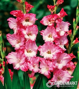 Gladiolus Gladiole Gerona 5 St.