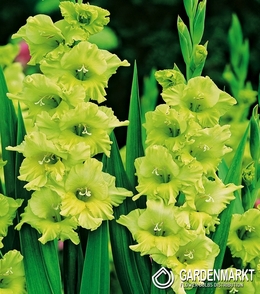 Gladiolus Gladiole Bowie 5 St.