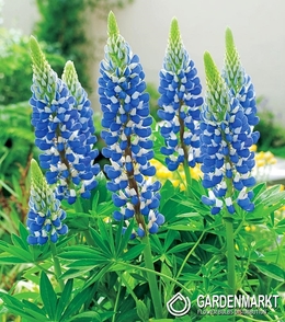 Lupine-Lupinus Dekorativ Blau 1 St.