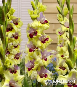 Gladiolus Gladiole Oracle 5 St.