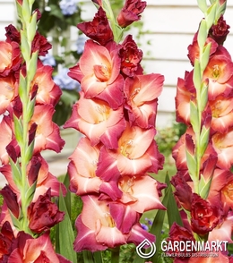 Gladiolus Gladiole Guinea 5 St.