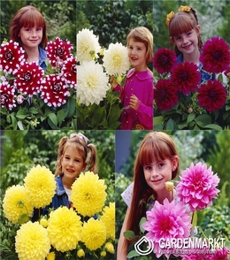 Eingestellt Platte Dahlie 1 I Wahl