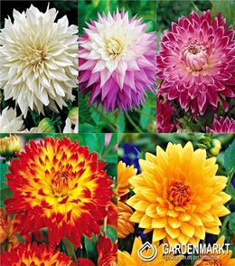 Eingestellt Platte Dahlie 2 I Wahl