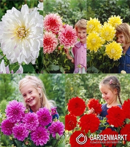 Eingestellt Platte Dahlie 3 I Wahl