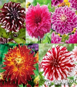 Eingestellt Platte Dahlie 4 I Wahl