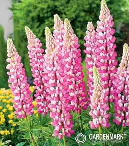 Lupine-Lupinus Dekorativ Rosa 1 St.