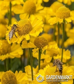 Helenium Sombrero 1 St.