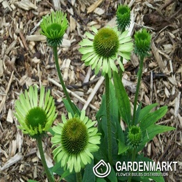 Echinacea Green Twister Topf 1 St.
