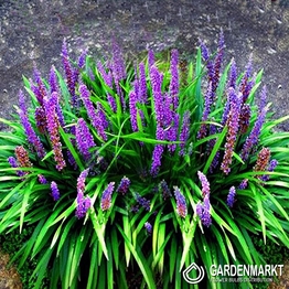Liriope Muscari Big Blue 1 St.