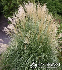 Miscanthus sin. Adagio 1 St.