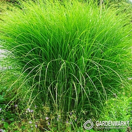 Miscanthus sin. Gracillimus 1 St.
