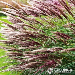 Chinaschilf - Miscanthus sin. Red Chief 1 St.