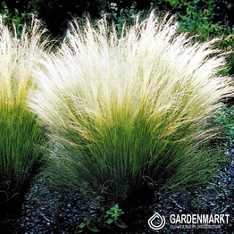 Stipa Tenuissima Pony Tails 1 St