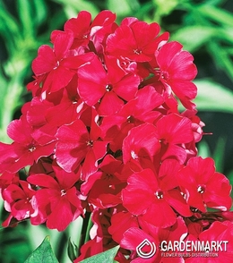 Phlox-Flammenblume Rot 1 St.