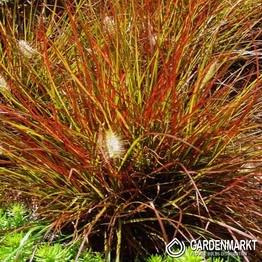 Pennisetum alopecuroides - Japanisches Lampenputzergras Burgundy Bunny 1 St.