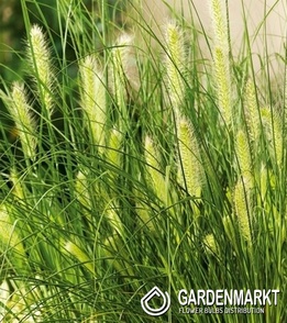 Pennisetum alopecuroides - Japanisches Lampenputzergras Hameln 1 St.