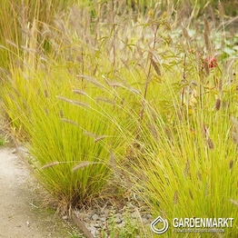 Pennisetum alopecuroides - Japanisches Lampenputzergras Hameln Gold 1 St.