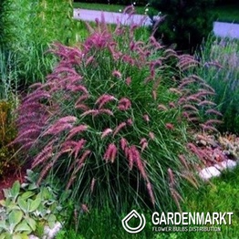 Pennisetum Orientale Karley Rose 1 St.