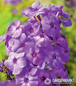 Phlox-Flammenblume Violett 1 St.