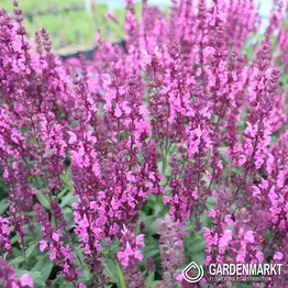 Salvia Nemorosa Pink Field 1 St.