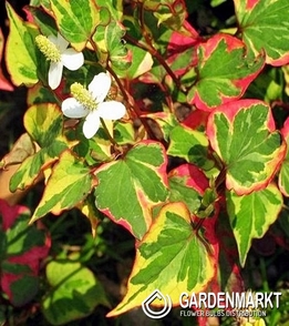Herzblatt - Chamäleonpflanze - Houttuynia Cordata 1 St.