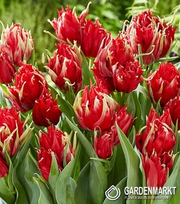 Tulpe Red Spider 5 St.