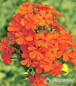 Phlox-Flammenblume Orange 1 St.